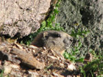 Marmotta scruta fuori dalla tana - foto Marco Caccia 17 giugno 07