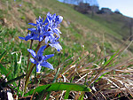 Scilla bifolia sulle pendici del Resegone - foto di Marco Caccia