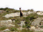 Camoscio al Passo di Valsecca - foto Marco Caccia 28 luglio 07