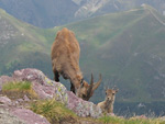 Stambecchi in vetta al Pizzo del Becco - foto Marco Caccia