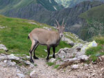 Stambecco femmina verso il Rifugio Grassi - foto Marco Caccia