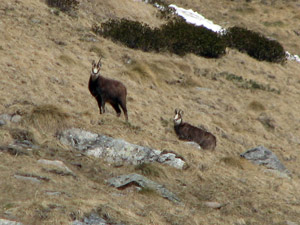 Coppia di camosci nei pressi del rifugio Tagliaferri - foto Marco Caccia