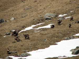 Camosci al pascolo verso il rifugio Tagliaferri - foto Marco Caccia