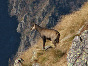 Camoscio sul sentiero 101 (Rif. Grassi > Val d'Inferno - foto Marco Caccia 13 ott 07