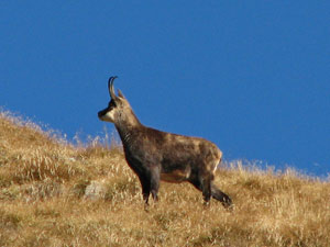 Camoscio verso il Pizzo Tre Signori - foto Marco Caccia 13 ott 07