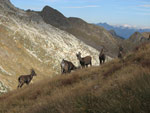 Stambecchi al Passo di Publino - foto Marco Caccia  15 sett 07