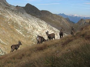 Stambecchi al Passo di Publino - foto Marco Caccia