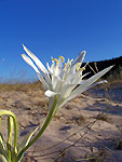 Fiore di spiaggia (Corsica) foto Marco Mandola