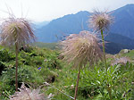 Frutto di Pulsatilla alpina - foto Marco Mandola