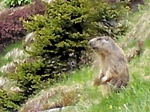 Marmotta in sentinella verso il Sodadura - foto Marco Mandola