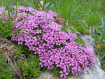 Silene acaulis - foto Marco Mandola 23 giugno 07