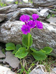 Primula hirsuta - foto Marco Mandola 23 giugno 07