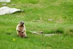 Marmotta in sentinella - foto Marco Mandola 23 giugno 07