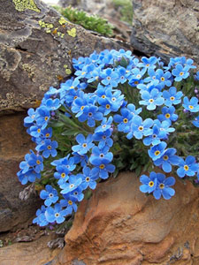 Eritrichio nano (Eritrichium nanum) in vetta al Recastello - foto Marco Mandola 23 giugno 07