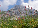 Sentiero dei fiori ...la Corna Piana - foto Marco Mandola 24 giugno 07