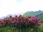 Sentiero dei fiori ...rododendri - foto Marco Mandola 24 giugno 07