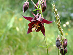 VEDI IN GRANDE - Aquilegia