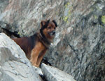  Freddy...ai piedi del Pizzo del Diavolo - foto da Max