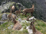 Famiglia di stambecchi