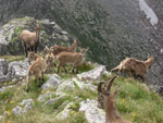 Famiglia di stambecchi