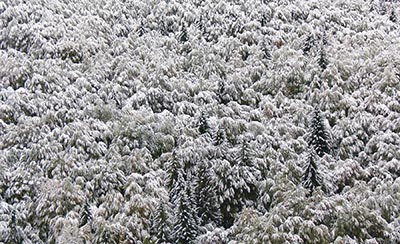 PRIMA NEVE A CESPEDOSIO - FOTOGALLERY