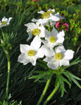 Anemone narcissino in zona Benigni - foto Claudia Caffi