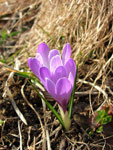 Crocus primaverile -  foto Mauro Gritti