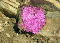 Bellissimo esemplare di Saxigrafa appositifolia - foto Mauro Gritti