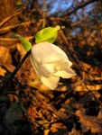 Rosa di Natale (Helleborus niger) in bocciolo - foto Claudia Caffi