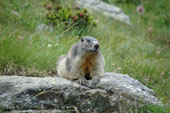 Marmotta in osservazione in Valsambuzza - foto Mauro Gritti 8 luglio 07