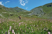 Passggio tra i fiori in Valsambuzza - foto Mauro Gritti 8 luglio 07