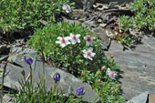 Potentilla alpina in Valsambuzza - foto Mauro Gritti 8 luglio 07