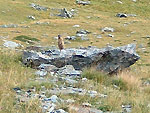  Marmotta al Rif. Longo foto Lorenzo Cortinovis