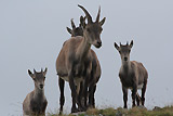 Stambecchi in Val Salmurano verso il Rif. Benigni - foto Paolo Cortinovis