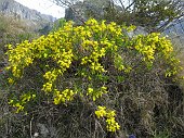 05-Ginestra