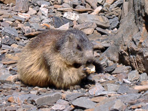 La marmotta mangia il pane preso dalle mani di Patrizio - 17 luglio 07