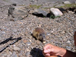 La marmotta mangia il pane preso dalle mani di Patrizio - 17 luglio 07