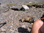 La marmotta mangia il pane preso dalle mani di Patrizio - 17 luglio 07