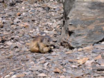 La marmotta mangia il pane preso dalle mani di Patrizio - 17 luglio 07