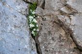immagine070j