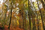 Colori dell'autunno in conca di Oltre il Colle - foto Gabriele Pessarelli