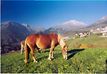 Cavallo sui pascoli di Zambla - Sullo sfondo Pizzo Arera al centro e Menna a sx - (foto Gabriele Pessarelli)')