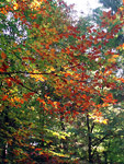I colori dell'autunno orobico - foto Gabriele Pessarelli