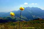 Botton d'oro in Alpe Arera con l'Alben da sfondo - foto Gabriele Pessarelli estate 07