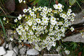 Peverina latifolia in Alben - foto Gabriele Pessarelli estate 07