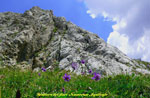 Aquilegie sul Sentiero dei fiori - foto Gabriele Pessarelli estate 07