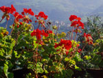 Gerani ancora in fiore nella conca di Oltre il Colle - foto Gabriele Pessarelli