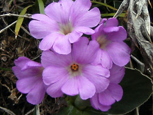 Primula albenensis (fiore endemita orobico, fiorito in anticipo quest'anno!)