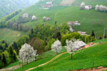 Le cascine di Zambla adornate di ciliegi in fiore - foto Gabriele Pessarelli aprile 2007