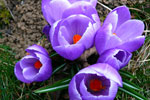 Crocus coloratissimi - foto Gabriele Pessarelli aprile 2007